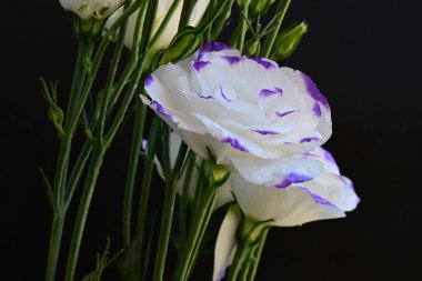 Güzel Eustoma çiçekleri siyah arkaplanı kapatır 