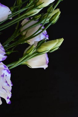 Güzel Eustoma çiçekleri siyah arkaplanı kapatır 