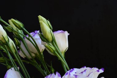 Güzel Eustoma çiçekleri siyah arkaplanı kapatır 