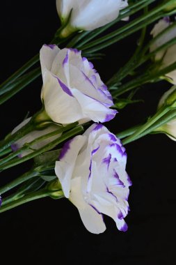 Güzel Eustoma çiçekleri siyah arkaplanı kapatır 