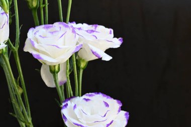 Güzel Eustoma çiçekleri siyah arkaplanı kapatır 