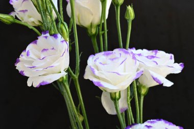 Güzel Eustoma çiçekleri siyah arkaplanı kapatır 