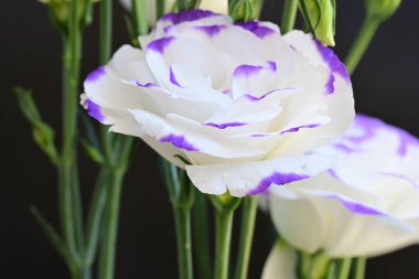 Güzel Eustoma çiçekleri siyah arkaplanı kapatır 