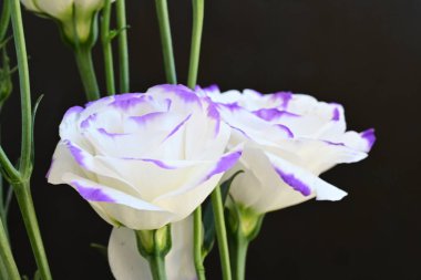 Güzel Eustoma çiçekleri siyah arkaplanı kapatır 