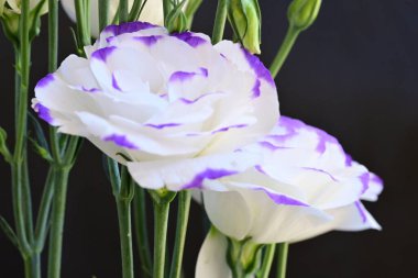 Güzel Eustoma çiçekleri siyah arkaplanı kapatır 