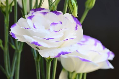 Güzel Eustoma çiçekleri siyah arkaplanı kapatır 