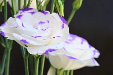 Güzel Eustoma çiçekleri siyah arkaplanı kapatır 