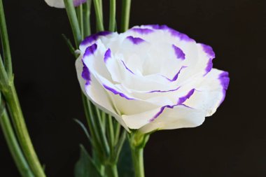 Güzel Eustoma çiçekleri siyah arkaplanı kapatır 