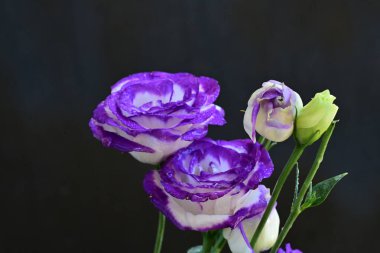 Güzel Eustoma çiçekleri siyah arkaplanı kapatır 