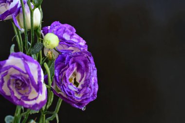 Güzel Eustoma çiçekleri siyah arkaplanı kapatır 