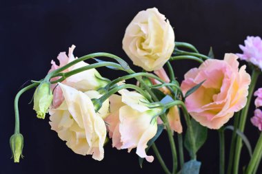 Güzel Eustoma çiçekleri siyah arkaplanı kapatır 