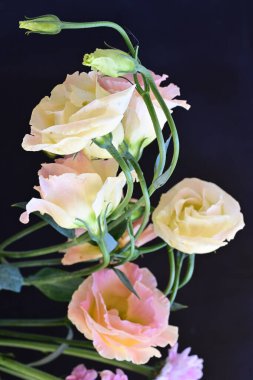 Güzel Eustoma çiçekleri siyah arkaplanı kapatır 