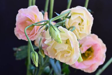 Güzel Eustoma çiçekleri siyah arkaplanı kapatır 