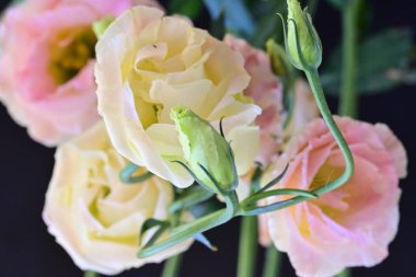 Güzel Eustoma çiçekleri siyah arkaplanı kapatır 