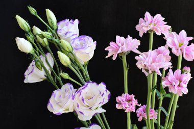 Güzel Eustoma çiçekleri siyah arkaplanı kapatır 