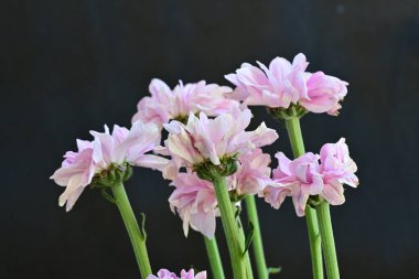 güzel pembe kasımpatı çiçekleri yakın çekim  