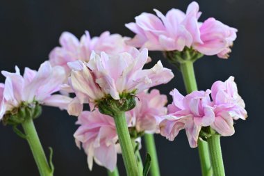 güzel pembe kasımpatı çiçekleri yakın çekim  