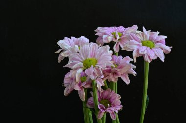 güzel pembe kasımpatı çiçekleri yakın çekim  