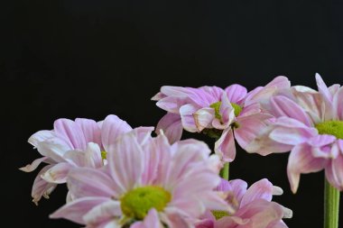 güzel pembe kasımpatı çiçekleri yakın çekim  