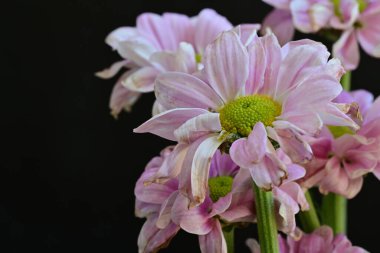 güzel pembe kasımpatı çiçekleri yakın çekim  