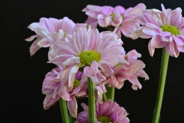 güzel pembe kasımpatı çiçekleri yakın çekim  