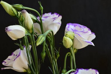 Güzel Eustoma çiçekleri siyah arkaplanı kapatır 