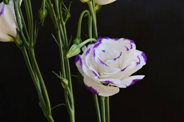 Güzel Eustoma çiçekleri siyah arkaplanı kapatır 