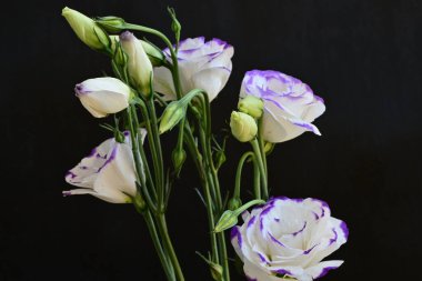 Güzel Eustoma çiçekleri siyah arkaplanı kapatır 