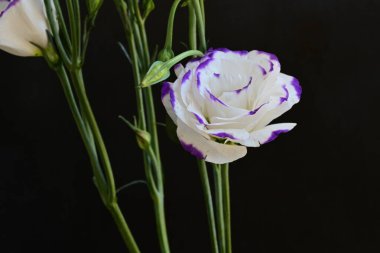 Güzel Eustoma çiçekleri siyah arkaplanı kapatır 