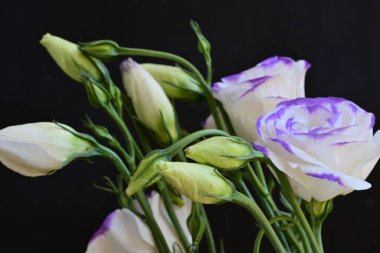 Güzel Eustoma çiçekleri siyah arkaplanı kapatır 