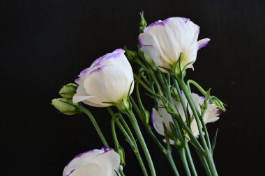 Güzel Eustoma çiçekleri siyah arkaplanı kapatır 