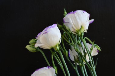 Güzel Eustoma çiçekleri siyah arkaplanı kapatır 