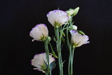 Güzel Eustoma çiçekleri siyah arkaplanı kapatır 