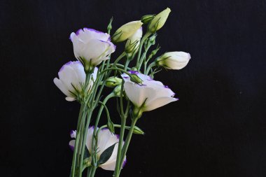 Güzel Eustoma çiçekleri siyah arkaplanı kapatır 