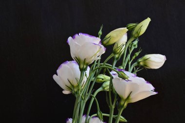 Güzel Eustoma çiçekleri siyah arkaplanı kapatır 