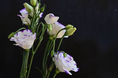 Güzel Eustoma çiçekleri siyah arkaplanı kapatır 