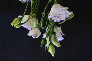 Güzel Eustoma çiçekleri siyah arkaplanı kapatır 