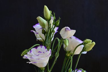 Güzel Eustoma çiçekleri siyah arkaplanı kapatır 