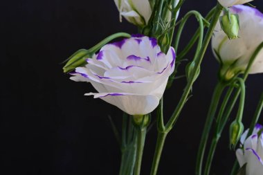 Güzel Eustoma çiçekleri siyah arkaplanı kapatır 