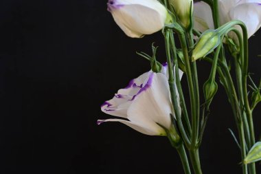 Güzel Eustoma çiçekleri siyah arkaplanı kapatır 