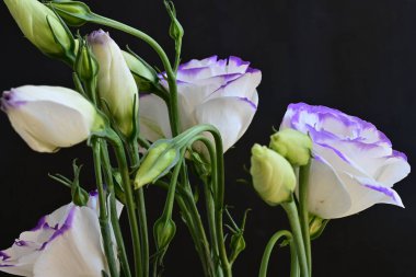 Güzel Eustoma çiçekleri siyah arkaplanı kapatır 