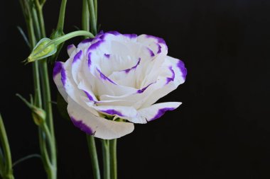 Güzel Eustoma çiçekleri siyah arkaplanı kapatır 