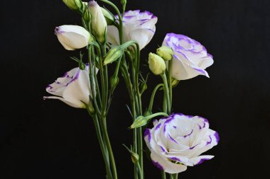 Güzel Eustoma çiçekleri siyah arkaplanı kapatır 