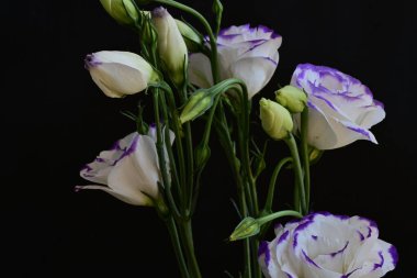 Güzel Eustoma çiçekleri siyah arkaplanı kapatır 