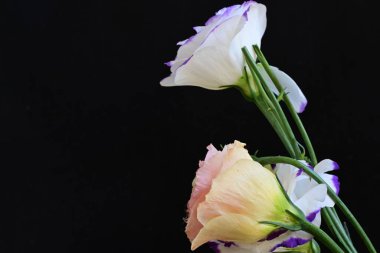 Güzel Eustoma çiçekleri siyah arkaplanı kapatır 