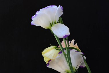 Güzel Eustoma çiçekleri siyah arkaplanı kapatır 