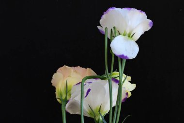 Güzel Eustoma çiçekleri siyah arkaplanı kapatır 