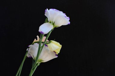 Güzel Eustoma çiçekleri siyah arkaplanı kapatır 