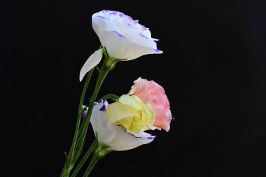 Güzel Eustoma çiçekleri siyah arkaplanı kapatır 