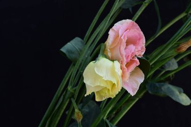 Güzel Eustoma çiçekleri siyah arkaplanı kapatır 